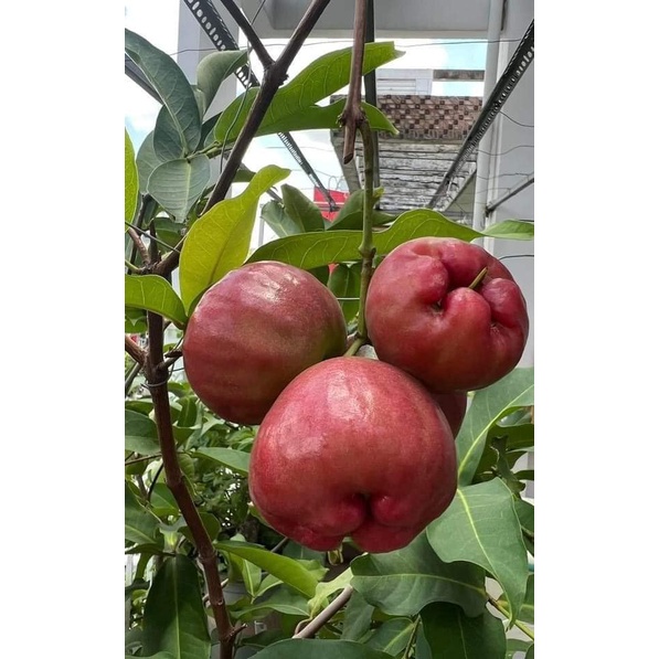 Cây giống mận đường đá