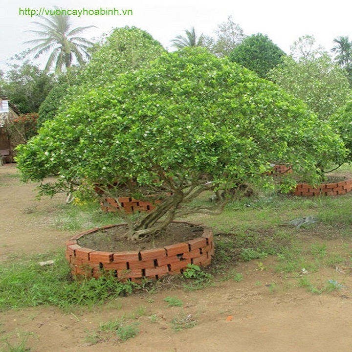 CHẬU CÂY NGUYỆT QUẾ LÙN BONSAI - CCNQLBS