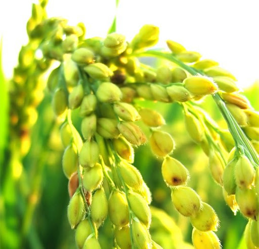 1kg NẾP CÁI HOA VÀNG LOẠI ĐẶC BIỆT