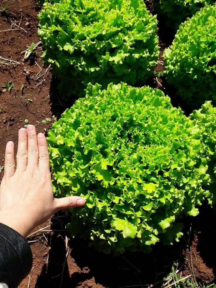 COMBO 5 gói hạt giống rau xà lách - tặng  phân bón