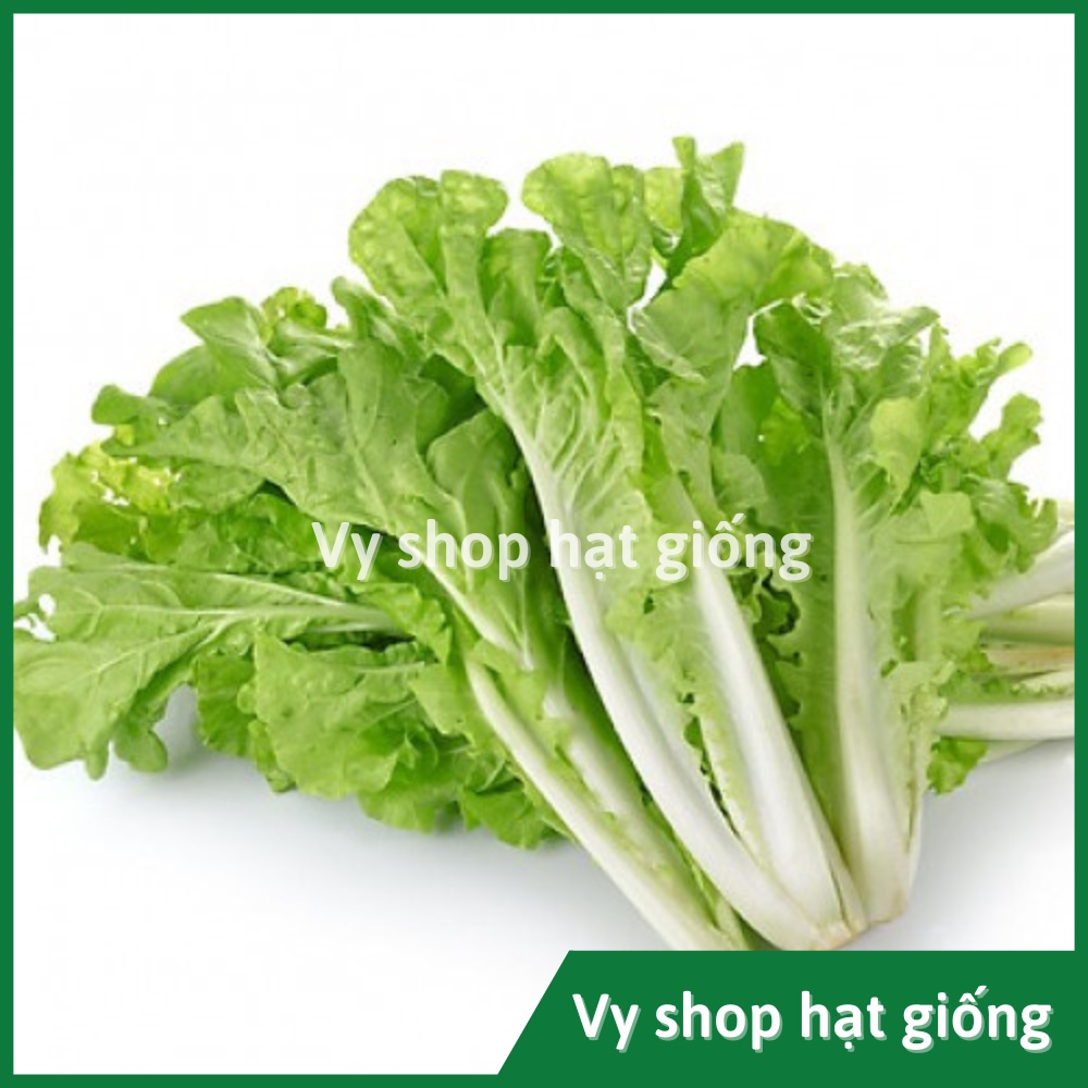 Hạt giống rau cải bẹ dúm (dún, dúng, nhúng) Thái Lan gói 2100 hạt