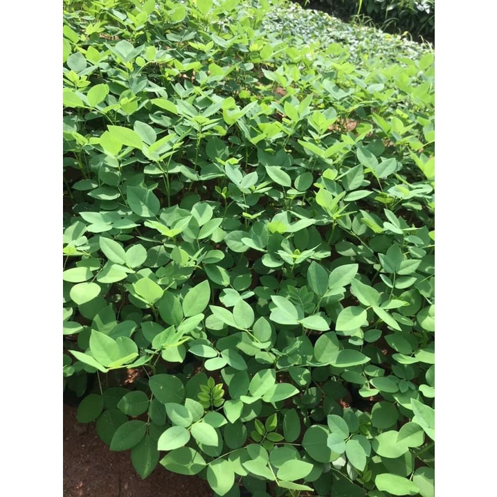Cây Đỗ Mai giống cao 40-50 cm (ảnh thật số 2).