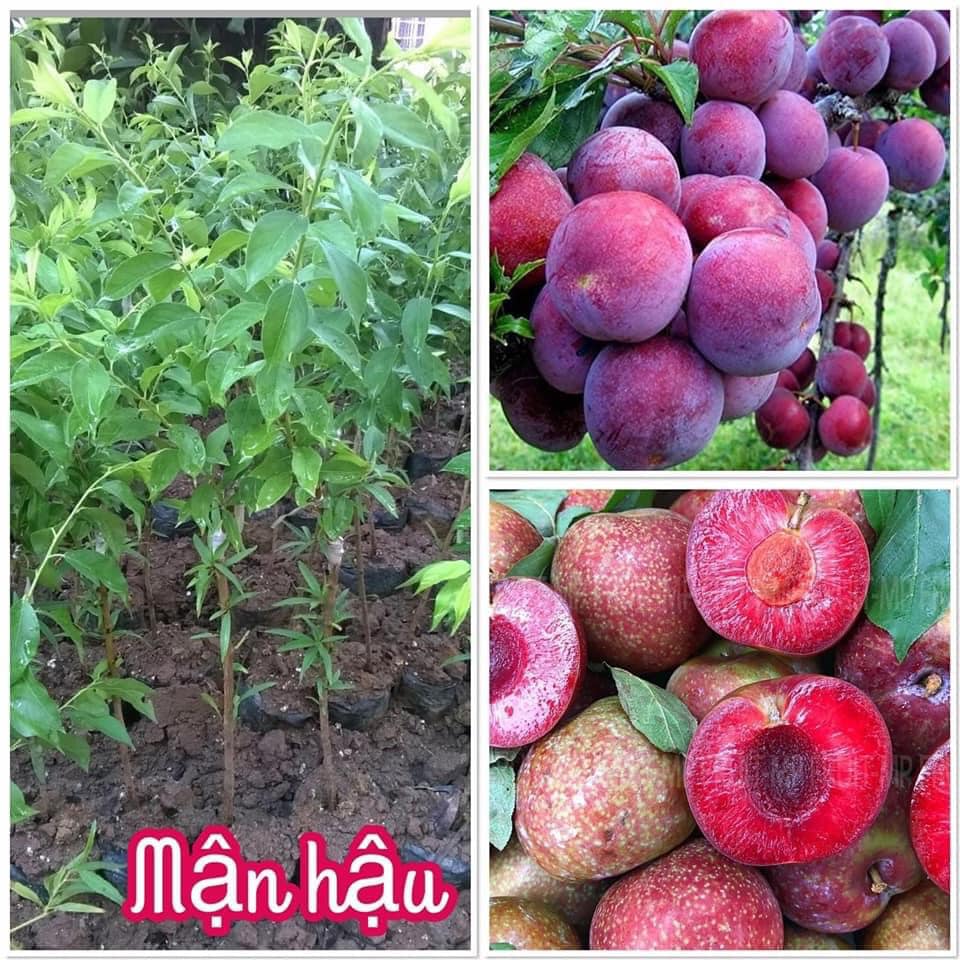 Cây giống Mận HẬU NGON NGỌT SIÊU QUẢ [ CÂY GHÉP ]