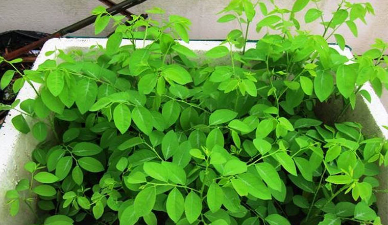 Rau ngót hàng bầu.