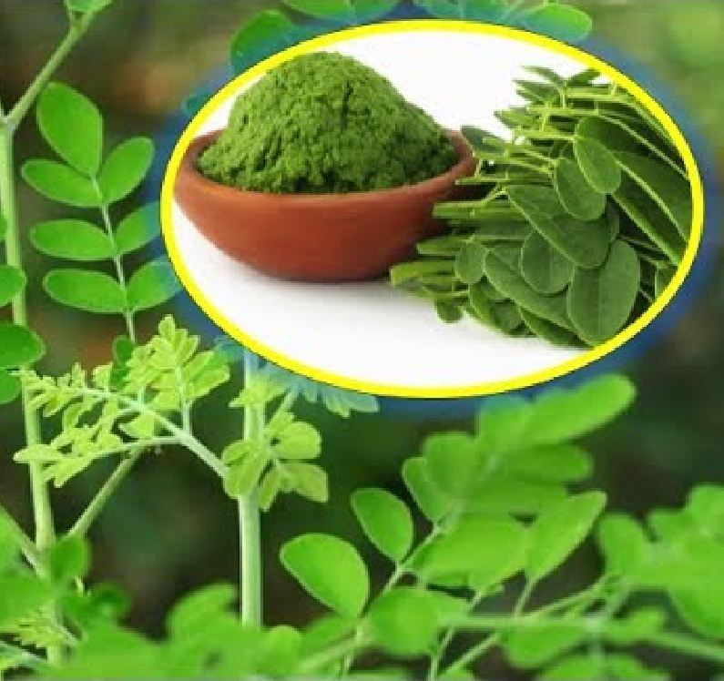 Hạt Cây Giống Chùm Ngây - 20 hạt.gói