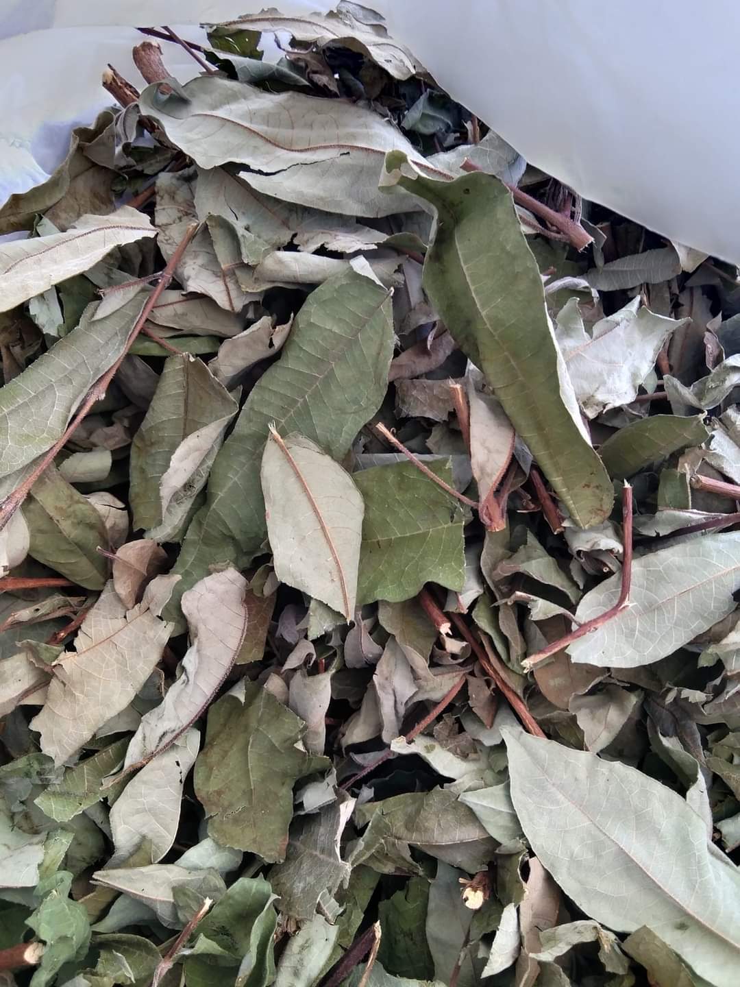 (Dược liệu khô) Cây Thành Ngạnh ( cây đỏ ngọn) phơi khô 500g