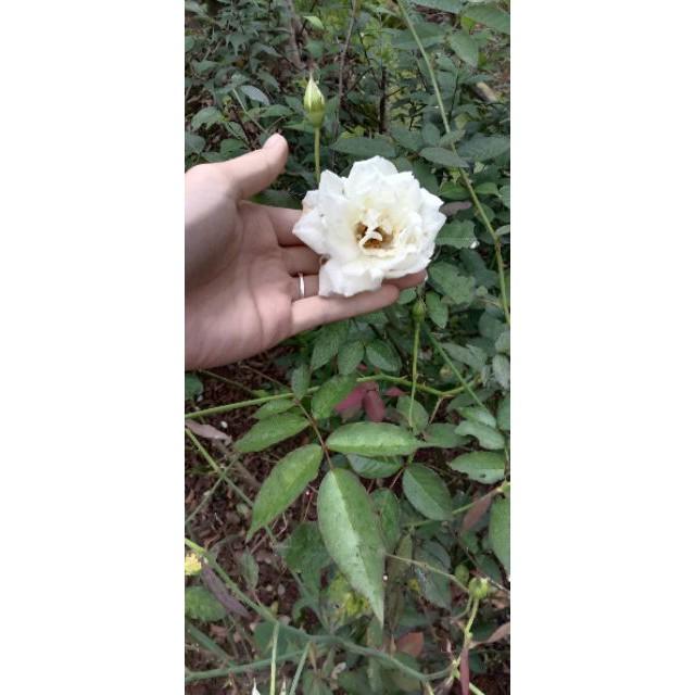 Hoa hồng bạch cổ