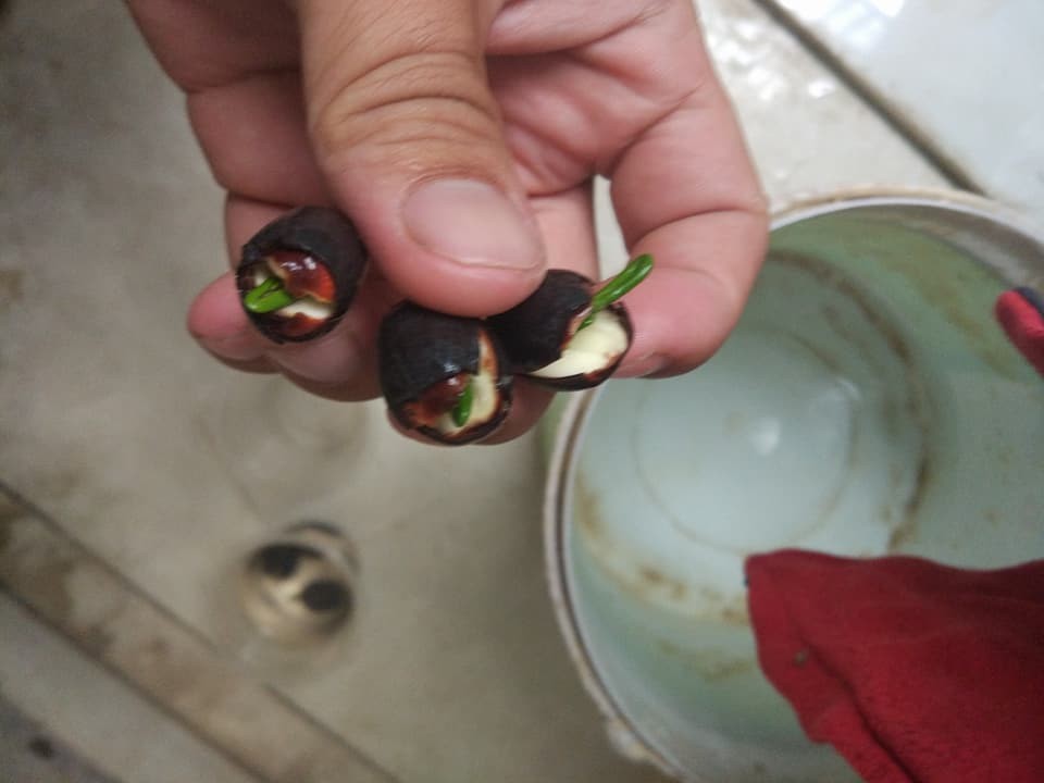 "Gói 10 Hạt " Hạt giống Hoa sen mini Nhật nhiều màu