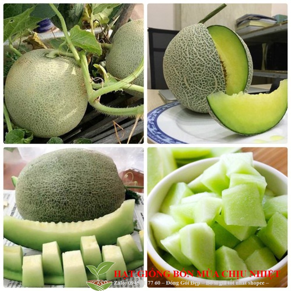 11B [GIÁ GỐC] Hạt Giống Dưa Lưới Xanh - 10 hạt