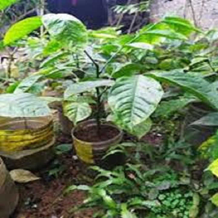 CÂY GIỐNG CÂY HÚNG VỊT ( CÂY CHANH CHÓ, CÂY THÁI GẤU ,CÂY HÚNG RỪNG )