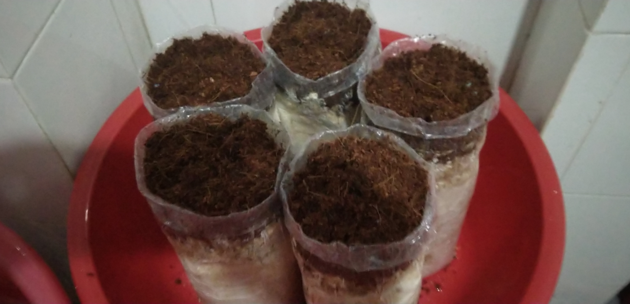 Combo : Phôi Nấm Mối Đen(01 kiện hàng 7 bịch) Có Mụn Dừa Đủ Trồng