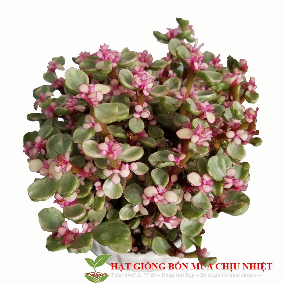 281A Hạt Giiống 10 Hạt Sen Đá Anh Đào
