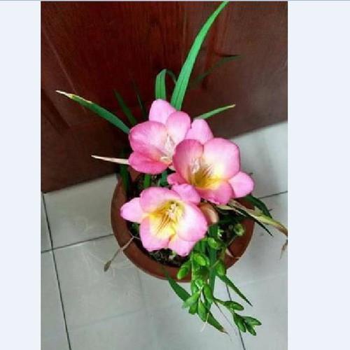 Củ hoa lan nam phi hoa màu hồng - 1 củ