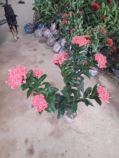 hoa mẫu đơn đỏ hồng mỹ -bầu cây lớn đang hoa