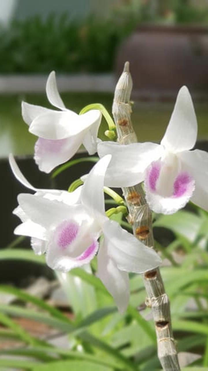 Phi điệp 5ct hiển oanh hàng giống