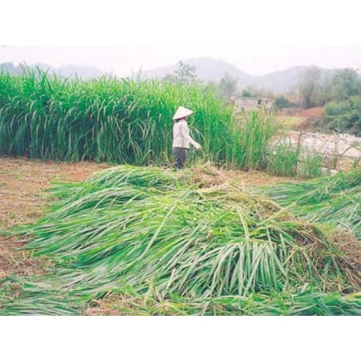 Hạt Giống Cỏ Voi Lai - Gói 500G