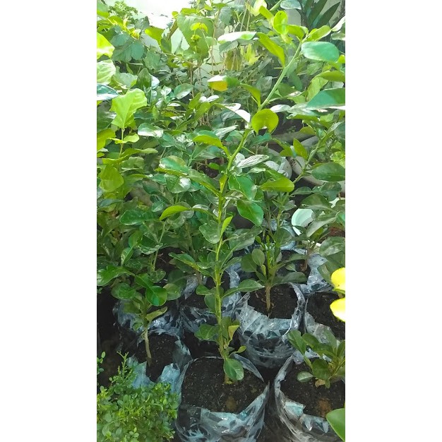 (XẢ KHO) Cây Chúc giống An Giang , cây quá đẹp