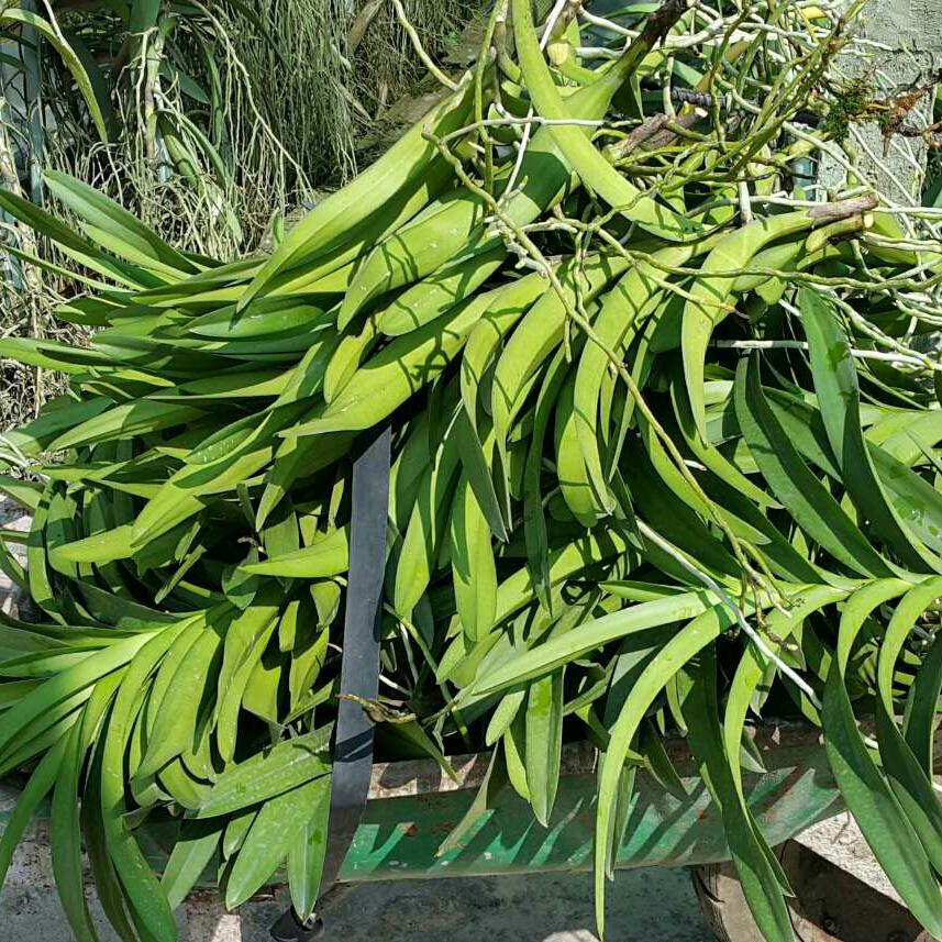 Lan Mokara giống (màu đỏ)