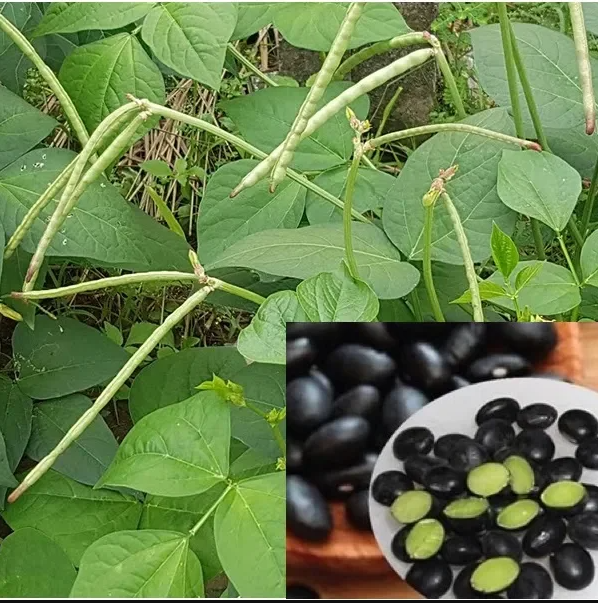 "Gói 100Gram "Hạt giống đậu đen xanh lòng [Seeds]
