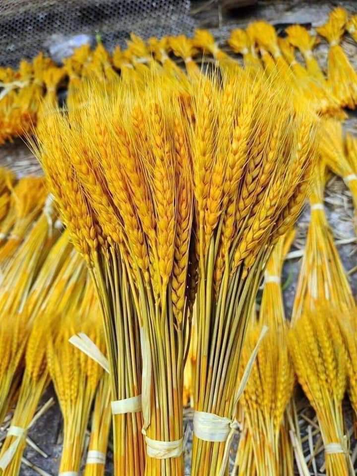 [Bó 100 Bông]Bông Lúa Mạch Vàng Khô Decor Trang Trí Set 100 Bông