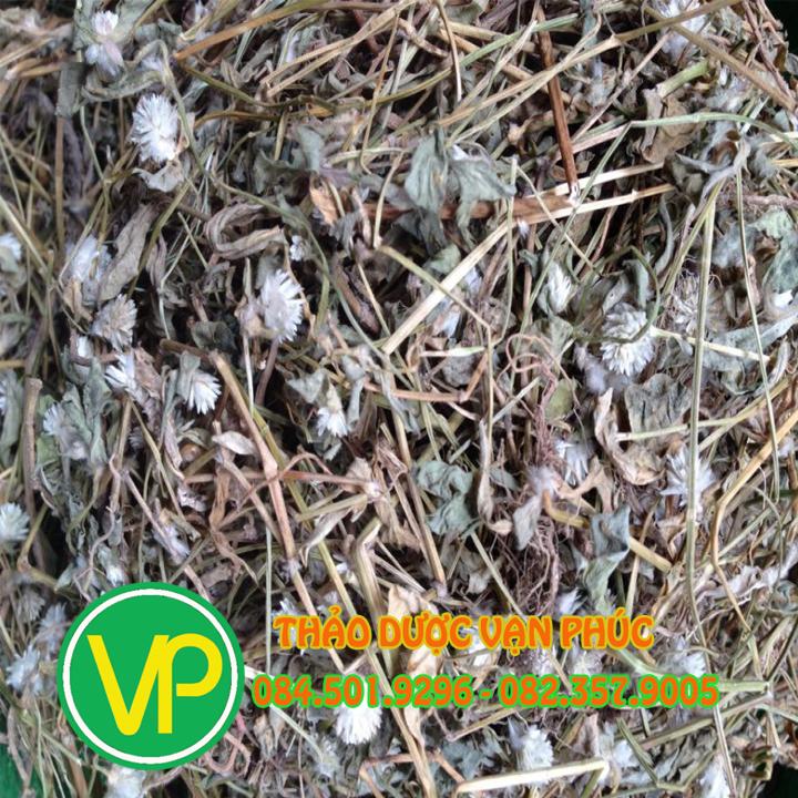 Cây nở ngày đất 1kg sấy khô - Hàng sạch đẹp