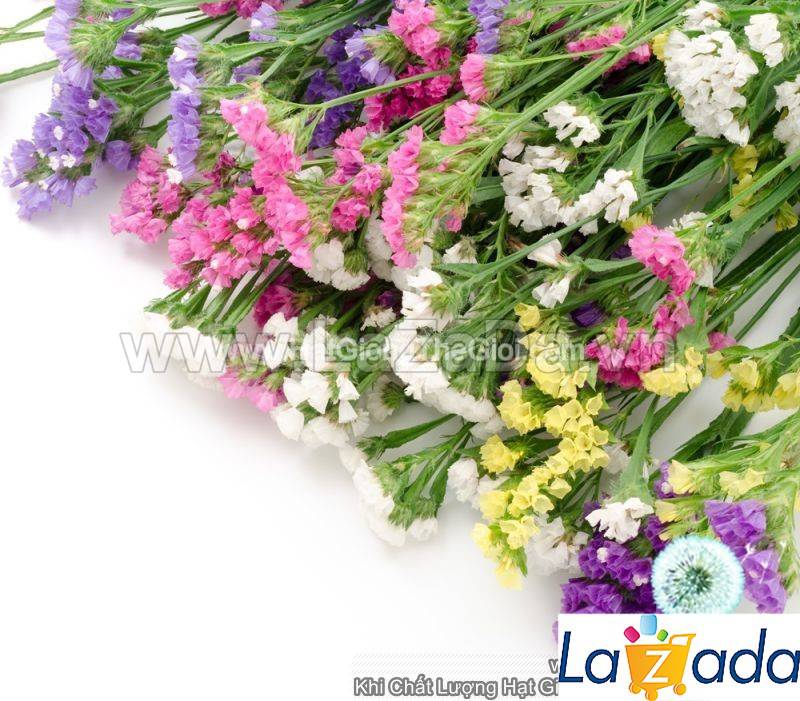 50h Hạt Giống Hoa Salem Mix Màu (TL| -KD: B36*V44*M181)