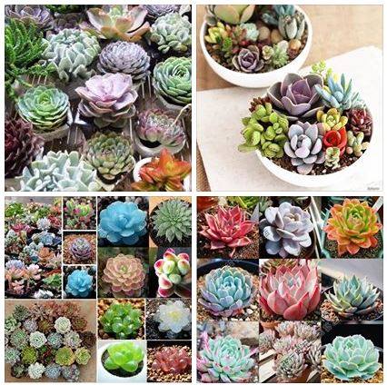 Mixed Stone Lotus Seeds (Multi-Colored Stone Lotus) - Pack of 200 Seeds