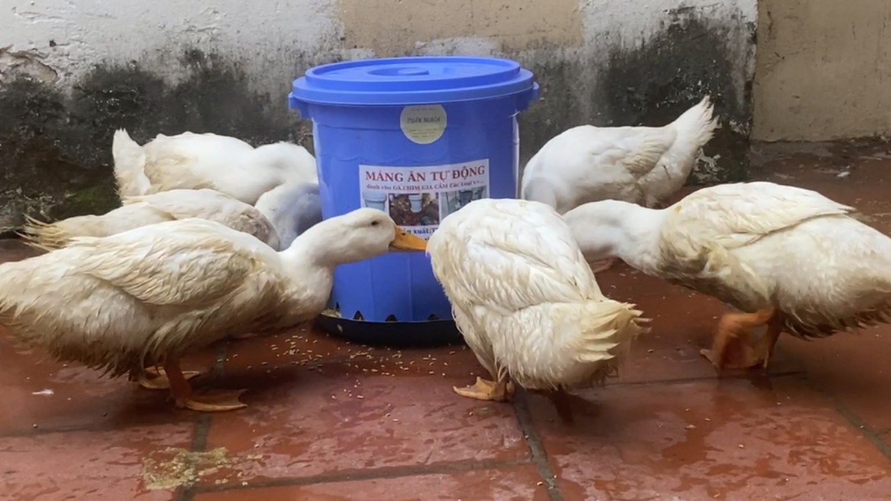 Máng ăn tự động cho Ngan,Vịt,Gà hiệu quả nhất.