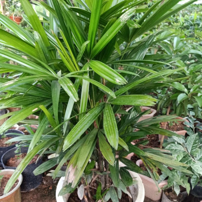 1 bụi trúc mây cây to đẹp