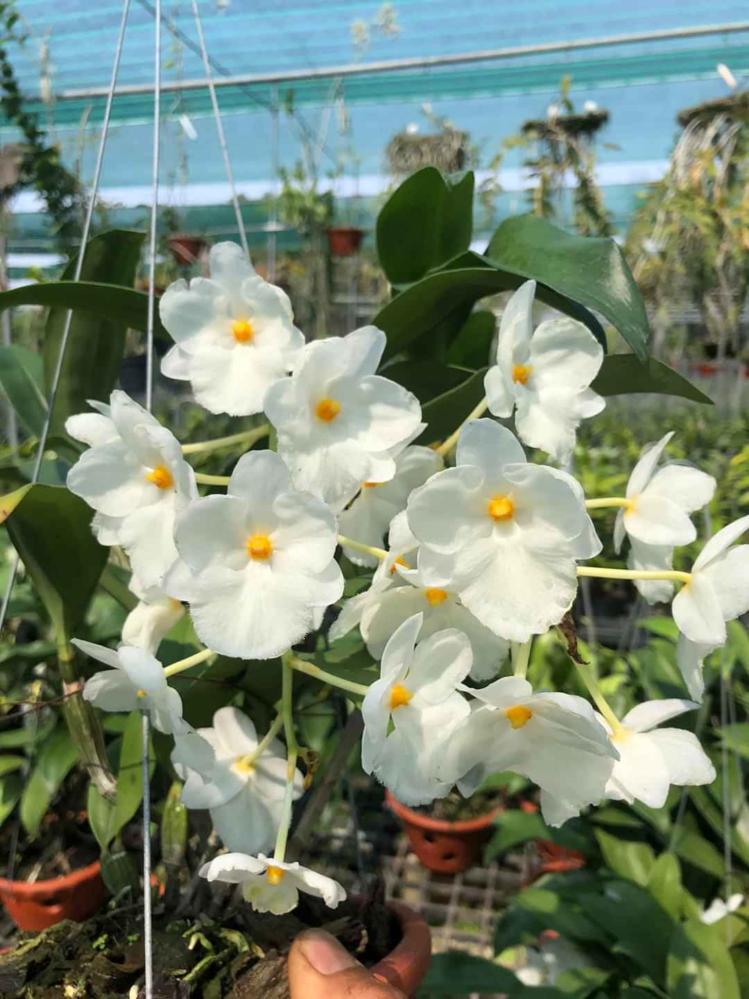 Lan Kiều Trắng Đột Biến - Bảo hành chuẩn mặt hoa
