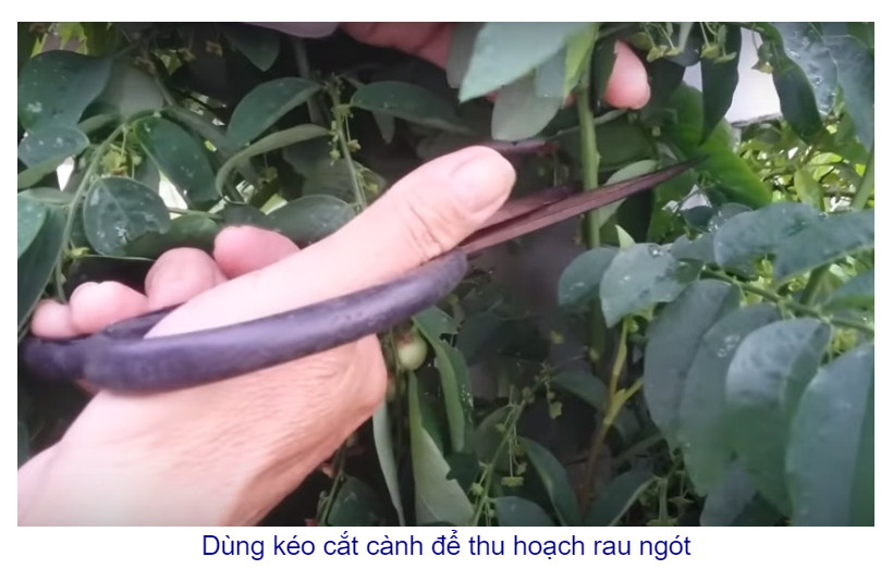 Hạt giống Rạng Đông, Hạt giống trồng rau sạch