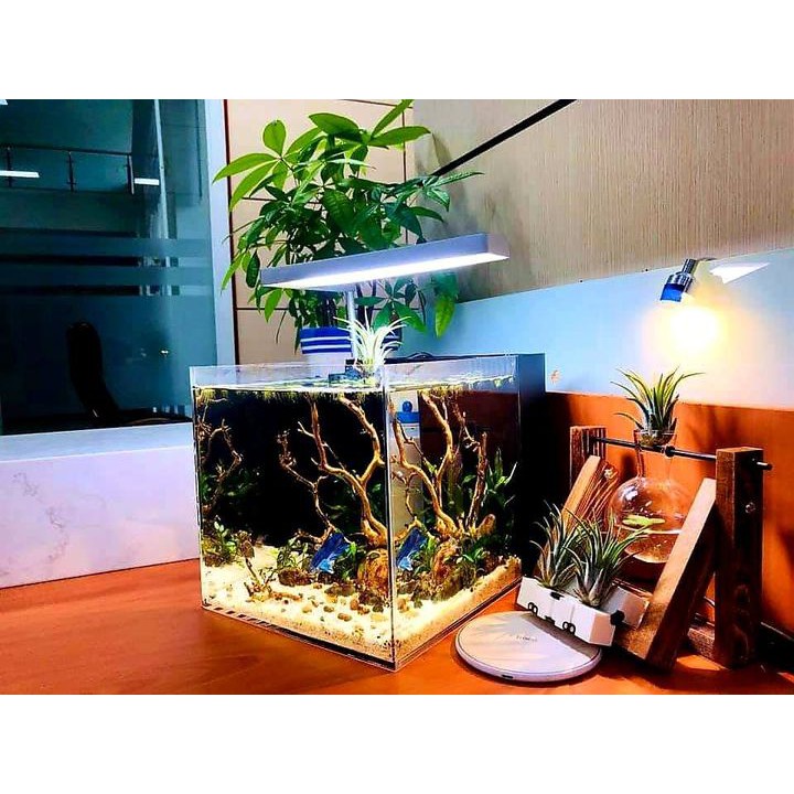 Bể Cubic Hồ Cubic Acrylic Vuông 15*15*15cm Ebivn