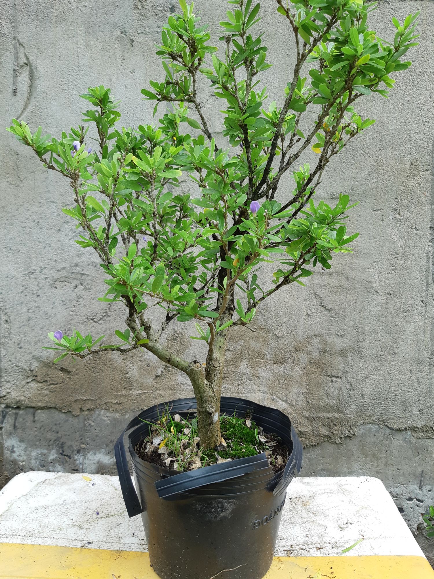 linh sam siêu bông gốc trung