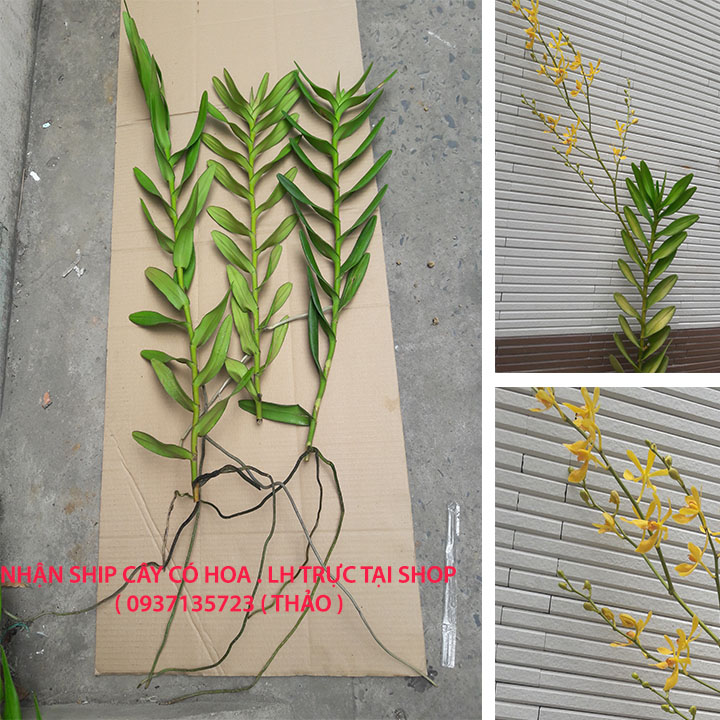 Combo 3 cây lan bò cạp vàng cây giống