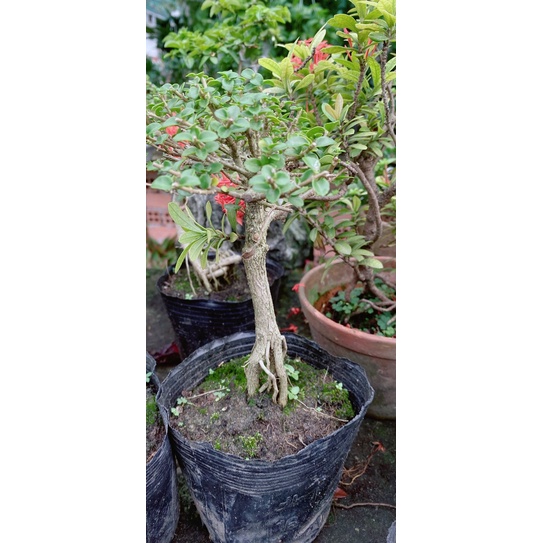 Sam Hương Bonsai