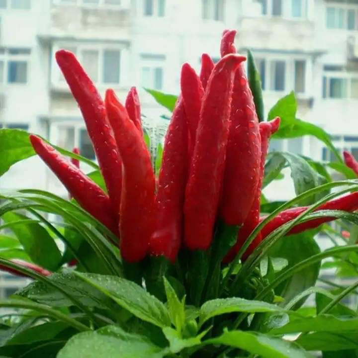 ỚT CHỈ THIÊN CHÙM (gói 1 gram)