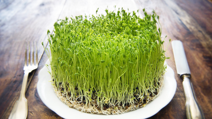 Healthy sprouting seeds healthy 20gr package