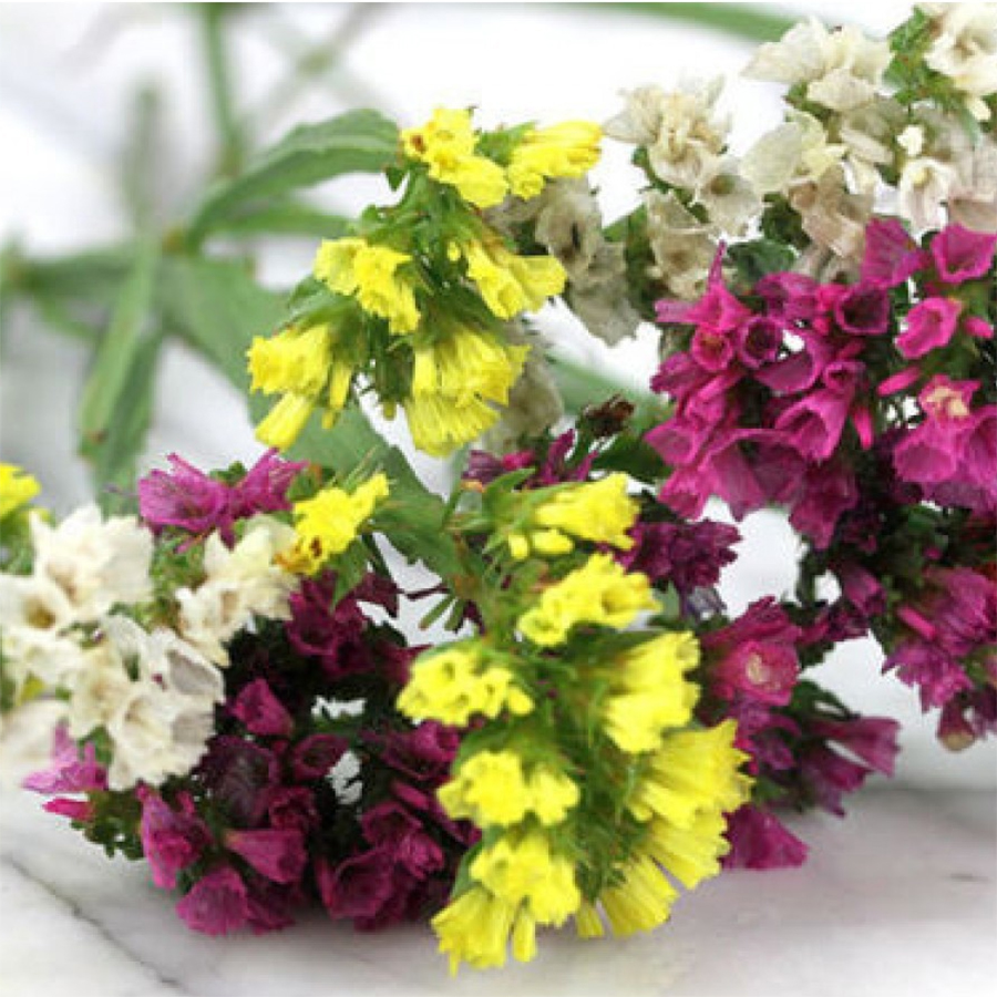 Hạt giống Hoa Xa Lem nhiều màu Hà Lan VTS114 | Vạn Tín Store