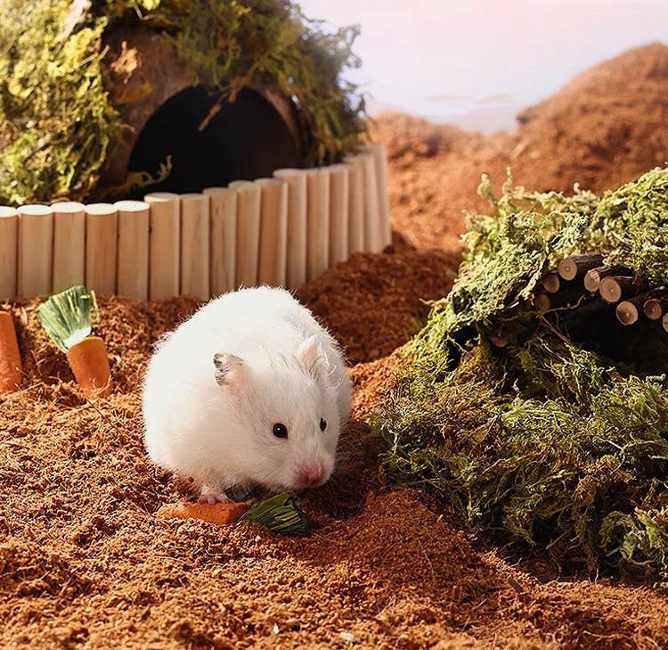 nhà gáo dừa cho hamster / chim / sóc / bò sát - T3 PETS SHOP