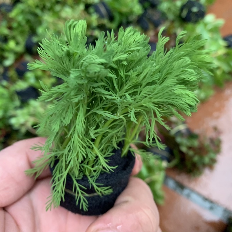 Cây thuỷ sinh xương cá