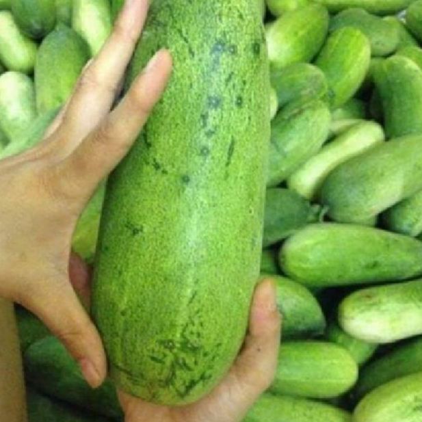 Thai Cat Cucumber Seeds - 20 Seeds - Sprout Evenly