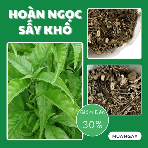 Trà hoàn ngọc khô - Tấn Phát túi lớn loại 500g - hỗ trợ cải thiện hệ tiêu hóa