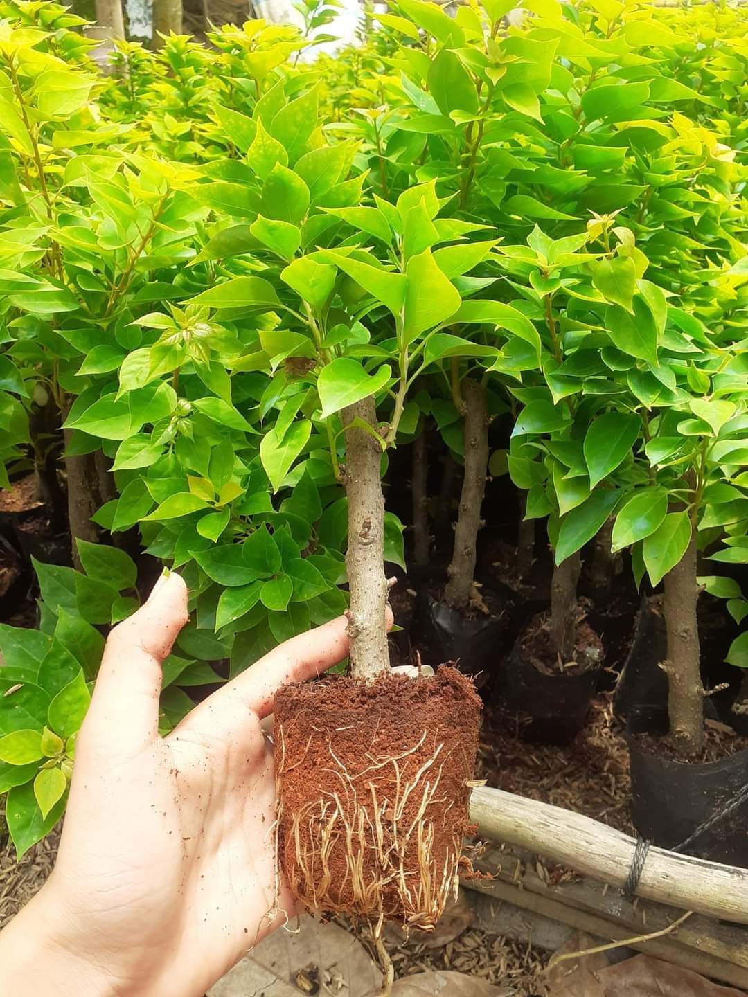 Hoa Giấy Mỹ Siêu Hoa