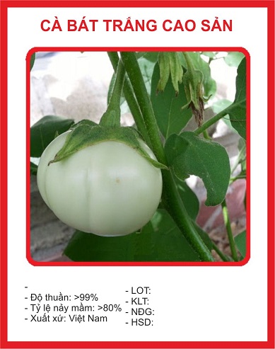 Hạt giống Cà Bát Trắng 1Gram