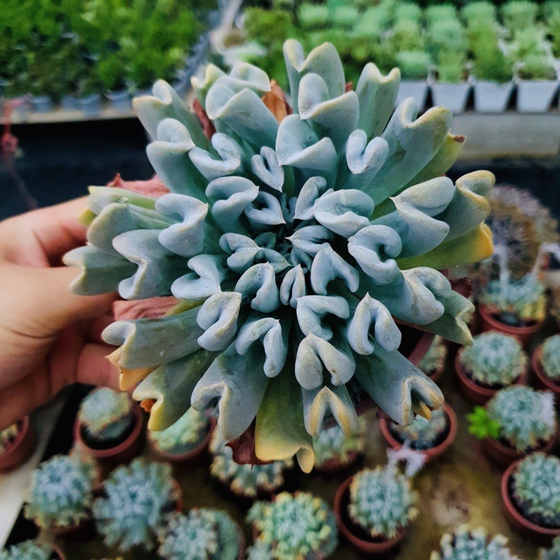 SEN ĐÁ HOA CÚC SIZE LỚN SIÊU KHOẺ ĐẸP LỖI 1 ĐỔI 1