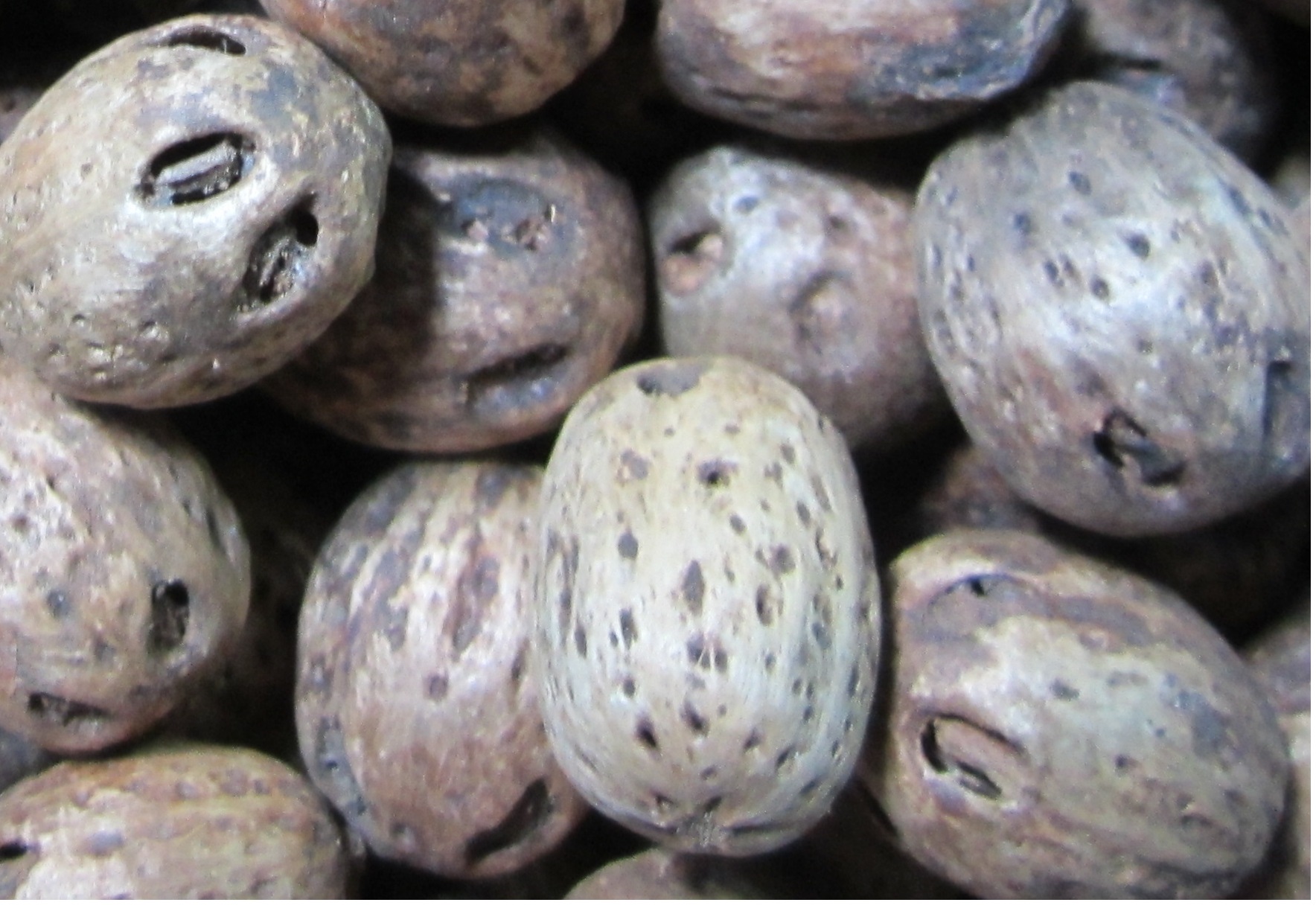 1kg hạt xoan đào giống