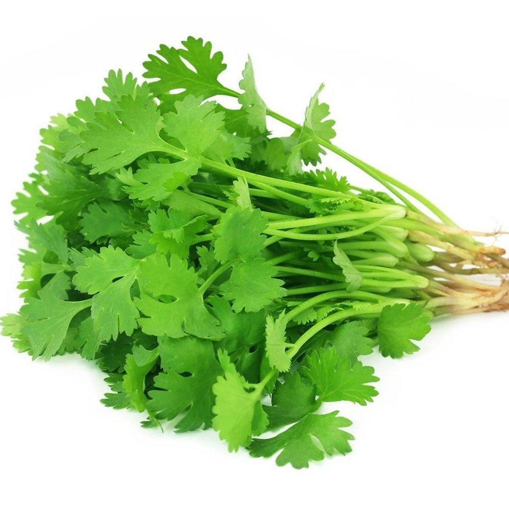 🌿Hạt Giống Rau Mùi Ngò Rí 🌿 (Dễ Trồng, Nảy mầm tốt, năng suất cao) - 20gr/gói