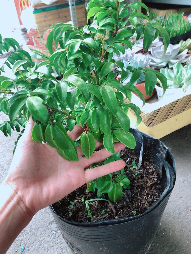Cây khế trái đầy cây