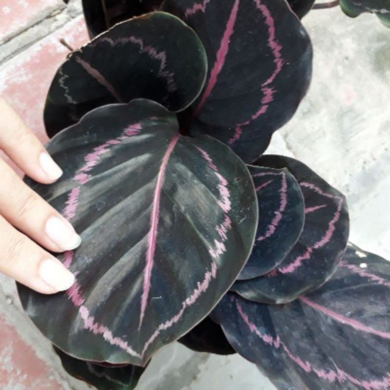 Cây đuôi công tím - cây cảnh để bàn