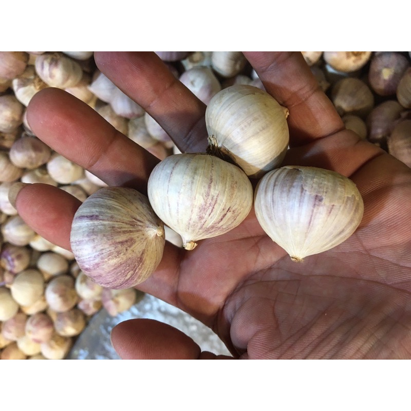 tỏi cô đơn 1 kg giá rẻ